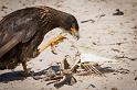 018 Falklandeilanden, New Island, falklandcaracara